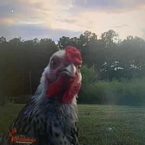 Meet your Posher, Peter